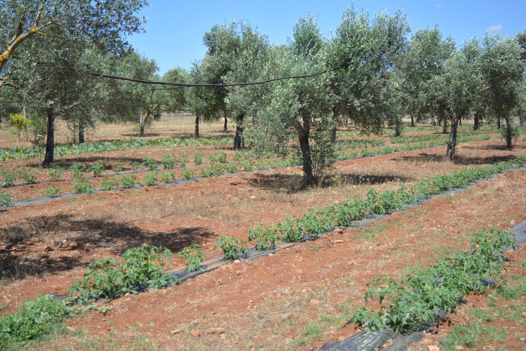 Agriturismo "Terra D'Ulivi" Porto Cesareo Exterior foto